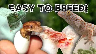 7 самых простых в разведении рептилий (для новичков)