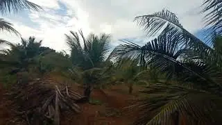 4 acre 23 gunte 👌 super total price.1 CR.85Laksh gundlupet to chamarajanagar NH 🛣️ 7 km 📞8197706071