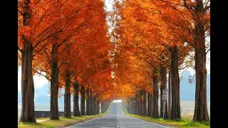 Autumn Season Road Trip in Countryside Japan with Cute & Relaxing Music| No Copyright