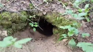 Байки из леса. Норы невиданных зверей.