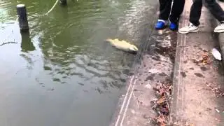 Carp Fishing In Japan - Giant Carp Strike