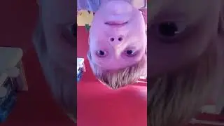 Diary of a bimpy kid