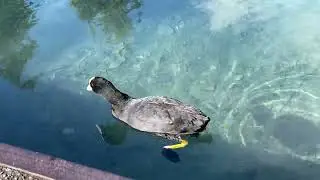 Bald Coot and Big Fish #1 - Harmony