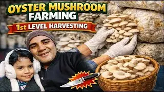 Oyster Mushroom Farming | 1st Level Harvesting Complete Process | High Yield Tips