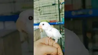 #lovebird #albino #youtubeshort #youtube #beautiful #foryou