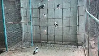 Rare Kabootar Ki Hidden Life |Story of Pigeon Science & Behavior