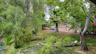 Mimosa tree damaged