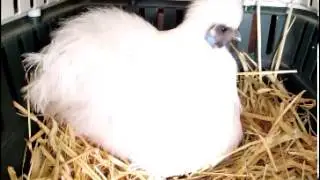 Mother hen talking to day old chicks underneath her.
