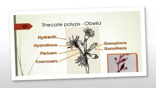 Hydrozoa