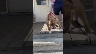 Pitbull protecting her home!