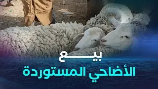 الأغواط.. انطلاق عملية بيع الأضاحي المستوردة ببلدية الخنق