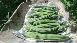 Petani buah gambas sukses merubah ekonomi keluarga