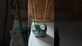 How to Graft Peach Trees in Wyoming Series 