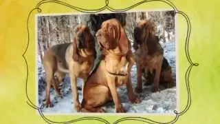 How To Train T. Hubert Hound