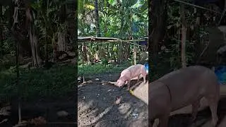 starting to play #pigindustry #pig #pigfeed #pighusbandry #animals #farming101 #piggy #pigfarming
