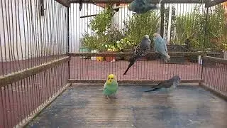 Meet Your Colorful Companions The Rainbow Parakeet Adventure! 💛💚 #Shorts