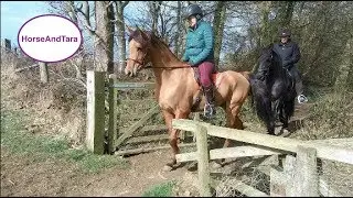 Friesian and Arabian horses on a trail ride with a beginner. Part 2