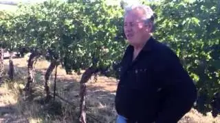 Passing Time Wine in Pepperbridge Vineyard