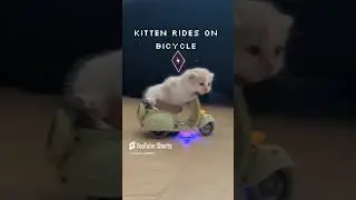 Loves to ride motorcycles #cat #ytshorts #viralvideo #viralshorts #funny #catlover