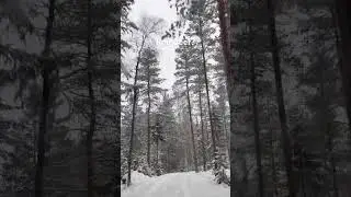 Reindeer? ❄️ #highlights #snow #adventure #subscribetomychannel