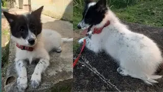 Making dog belt /How To Make A diy dog /pet collar 