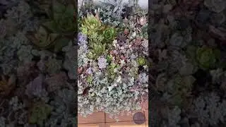 Succulent raised bed