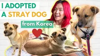 I Adopted a Stray Dog From Korea 🐶❤️ Meet BORI! Nari's New Sister