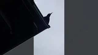A day in the life of Glor and Nix (MY Wild Magpie Friends)