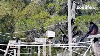 Black-handed spider monkeys 🐒