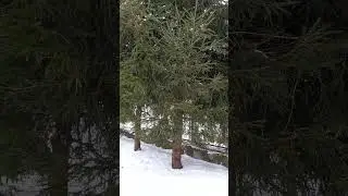 January 13, 2026: Coniferous trees heal us. Estonia