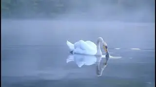 Alone Swan 🦢 #aivideo #animals #water #swan #duck #forest #shorts #youtubeshorts #funny #nature 