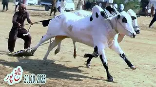 Bull Race In Pakistan Hamza Sky Video Fateh Jang 20 10 2025 @hamzaskyvideofatehjang1 