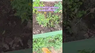 garden tour #gardening #highvibes #organicfarming #garden #organicgardening #healing #goodvibes