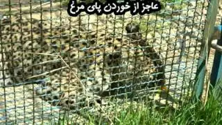 The very sad Shiraz zoo
