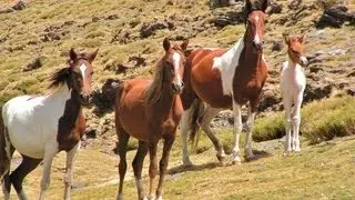 CML-9-Lanteira- Berchules