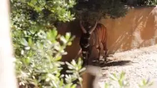 Raw Clips w/ The LA Zoo - Ep.29 {Raw Footage}