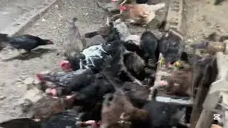 Recogiendo los huevos , d&aacute;ndole un alimento diferente a mis gallinas 🐓 #gallina #pavo #