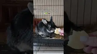 fluffy bunny lovely baby #bunny #rabbit #cutebunny #funnybunny #bunnylife #petbunny #яблоки