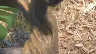 Aalya&rsquo;s Awesome Animals is live! Enclosure clean up! 🐍