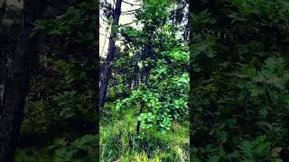 Forest Morning Walk 🌿 | Lo-fi Nature Sounds & Birdsong for Relaxation