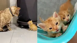 Маленькая оранжевая кошка, которую мы нашли на складе, превратила нас в маму.