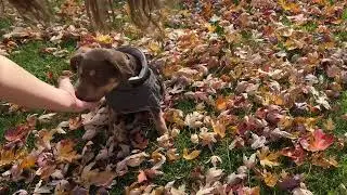 Kuoser Gray Dog Coat Review | Warm Fleece Turtleneck Jacket with Harness