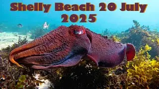 Shelly Beach at Manly with The Sydney Snorkelling MeetUp Group - 20 July 2025.