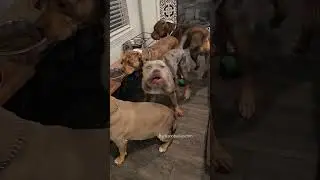 Такая УМНАЯ порода 💯 Xl American Bully. Burlesonbullies.com