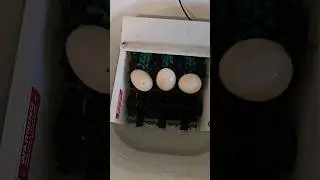 Cleaning duck eggs with the little egg scrubber