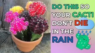 Can Cacti Survive Rain?
