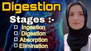 How Human Digestive System Works || Digestion || Stages of Digestion || Kaimians Academy