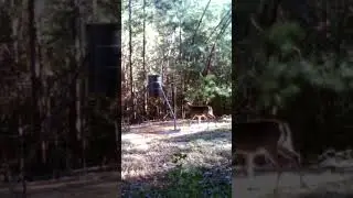 Have you ever seen a buck do this? #bucks #deer #shorts #eating #corn #feeder #wildlife