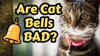 Should Cats Wear Bells? The Truth Every Cat Owner Needs To Know
