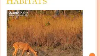 Eld's deer (rucervus eldii) science presentation-Pan